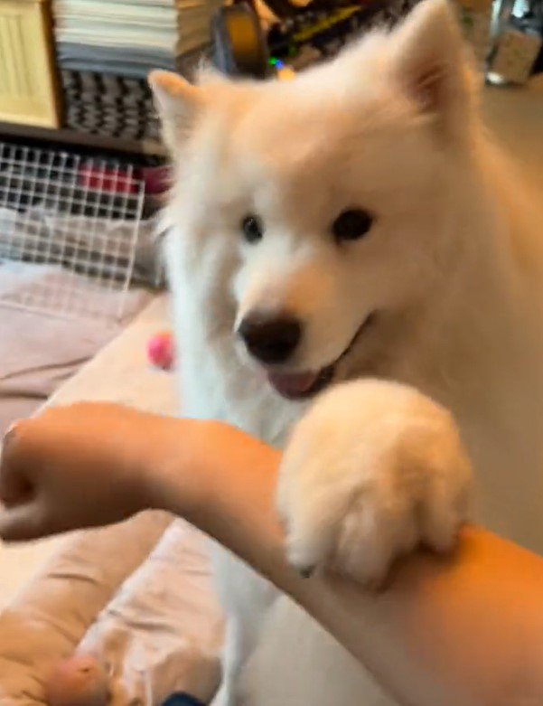 出所：@samoedsoran