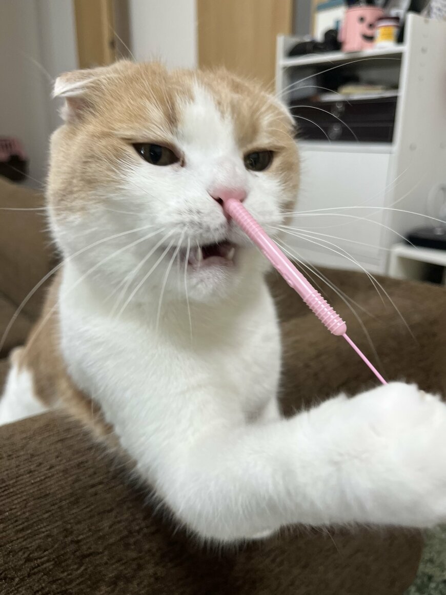 出所：@torotolo106106