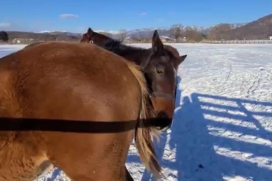 出所：上山牧場ツイッターアカウント