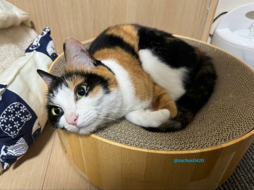 かわいらしい猫ちゃん→ある日の寝相が「文字」に見えると話題！「めっちゃ良いですね」の声