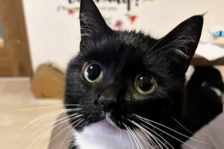 防寒対策バッチリの「猫の姿」が話題に　悶絶レベルのかわいさに思わず見惚れてしまう