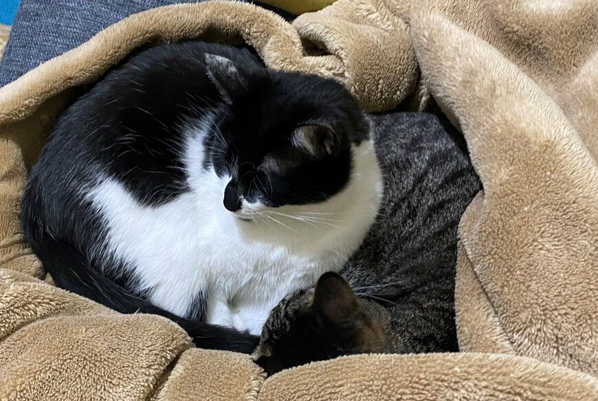 出所：@00shitemita