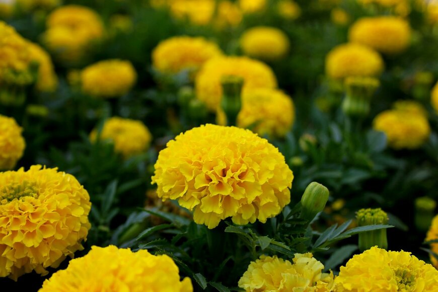 SakSa/Shutterstock.com