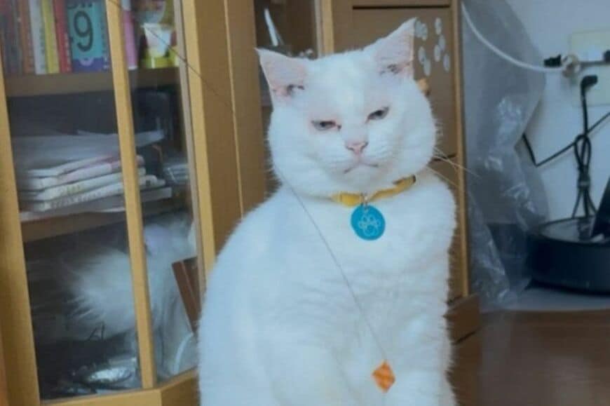 独特のポーズで遊ぶ「猫の様子」に思わずキュン　あまりにもかわいすぎる「肉球」が話題に