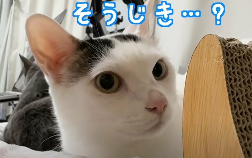 掃除機をかけはじめたら…　2匹の猫ちゃんの正反対のリアクションに「表情豊か」「可愛いね」の声