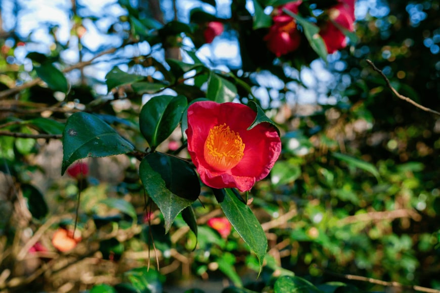 画像出所：西武造園株式会社