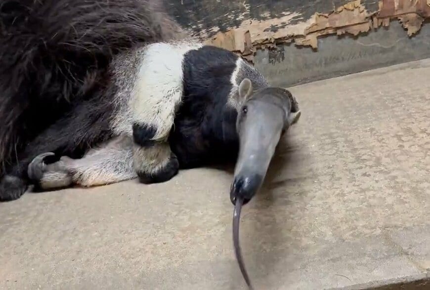 【動物園】オオアリクイが「体のある一部分」を布団代わりにする姿に驚き！貴重な姿を公開中【神戸市】