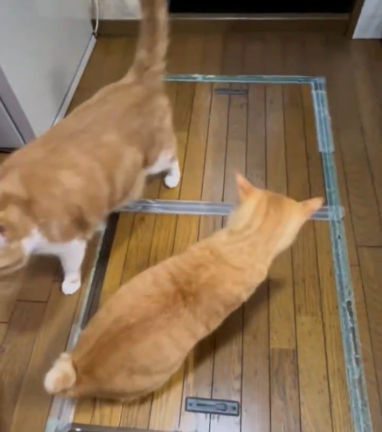 出所：@Beercat_Ana_Dar