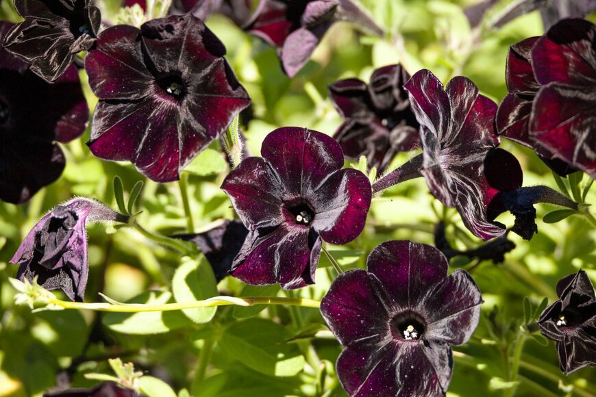 SunflowerMomma/shutterstock.com