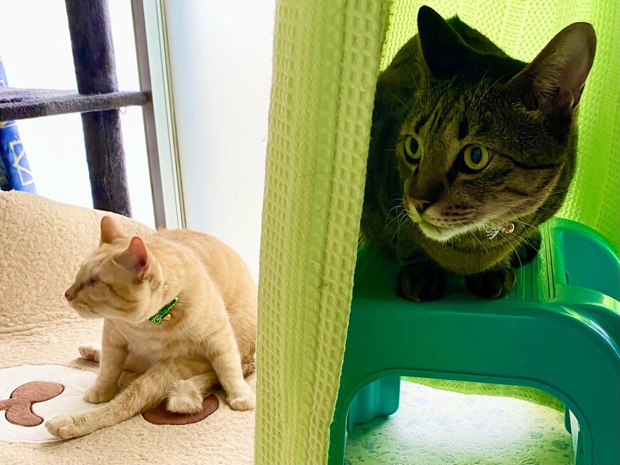 カーテン越しにかくれんぼする猫の「スパイ感」がすごいとTwitterで話題に！でも、もう1匹は？
