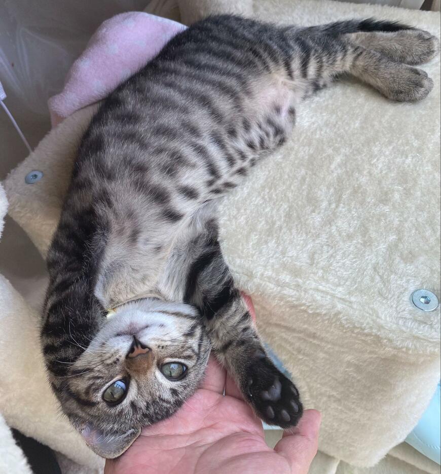 手が離せない猫