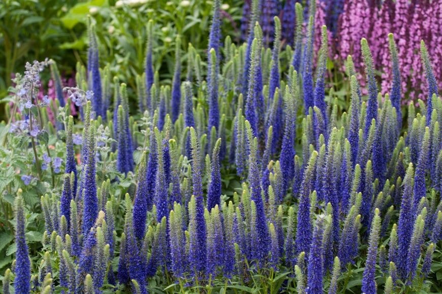 青い穂状の花が満開のベロニカ