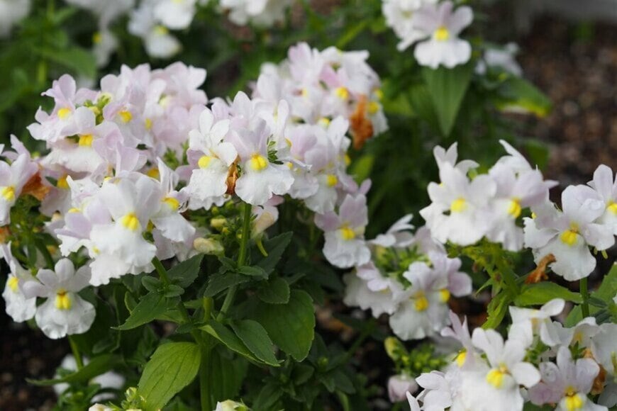 カラフルな小花を咲かせる宿根ネメシア
