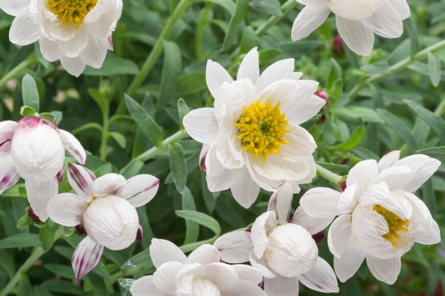 ハナカンザシの白い美しい花。