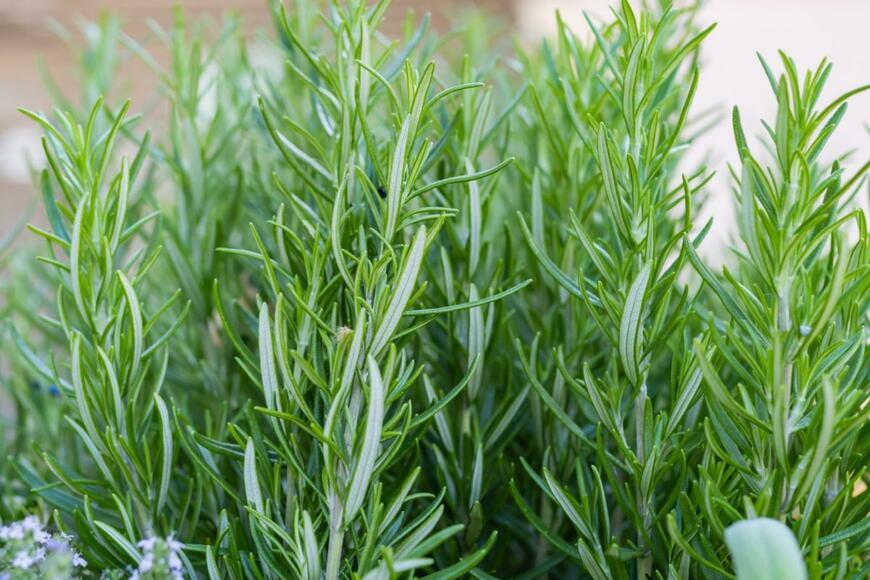 ローズマリーが植えられている。葉は細く、色は緑。