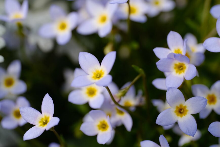 ヒナソウ(トキワナズナ)の花。色は薄い青。