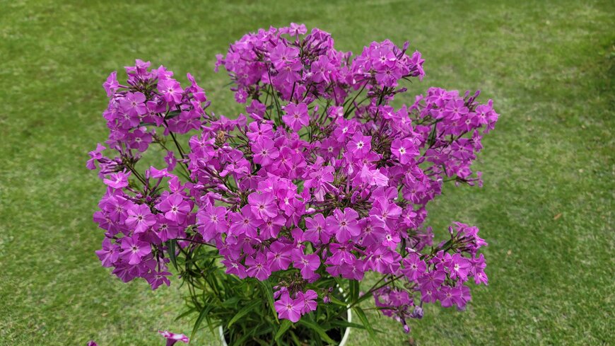 フロックス オープニングアクトの新色。このピンクの花は、真夏の間は少し休むかもの筆者撮影写真