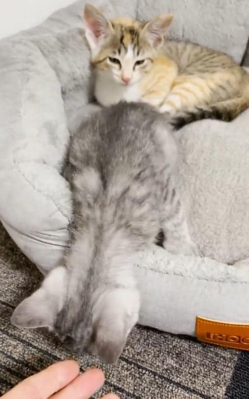 食べ終わった猫