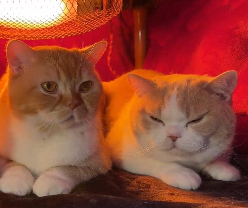 こたつと2匹の猫