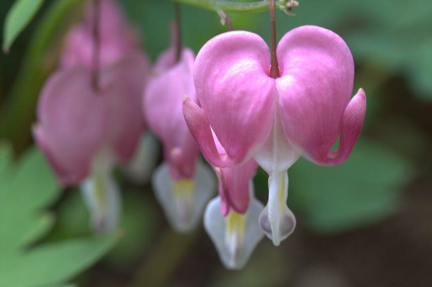 ピンクと白のケマンソウの花