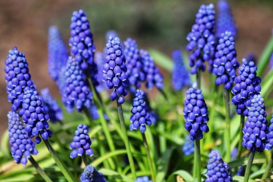 青い花を咲かせているムスカリ