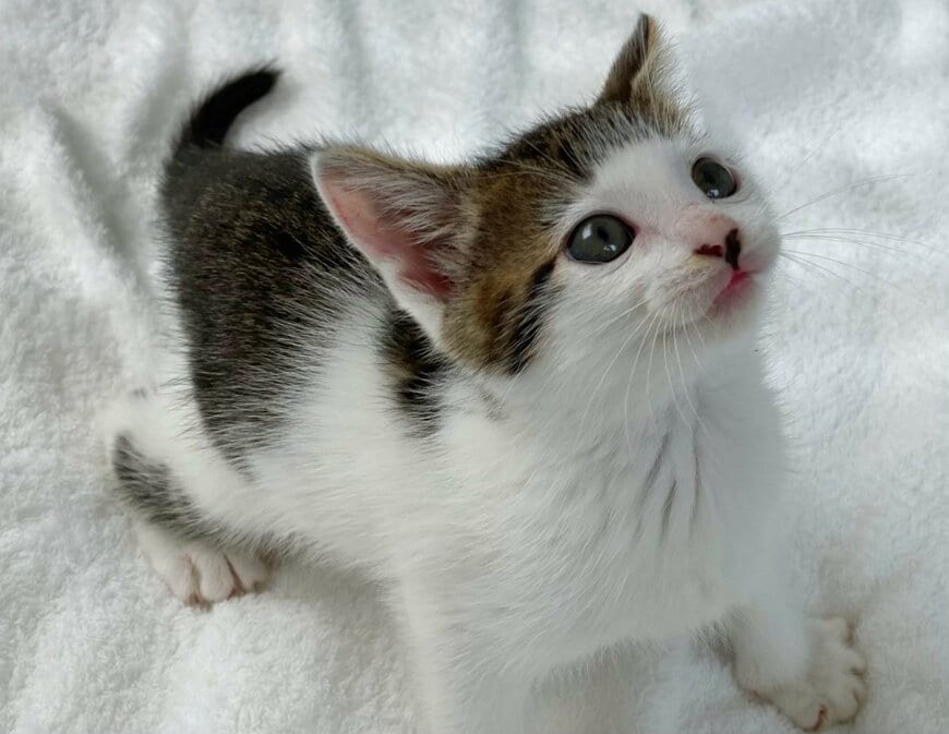子猫