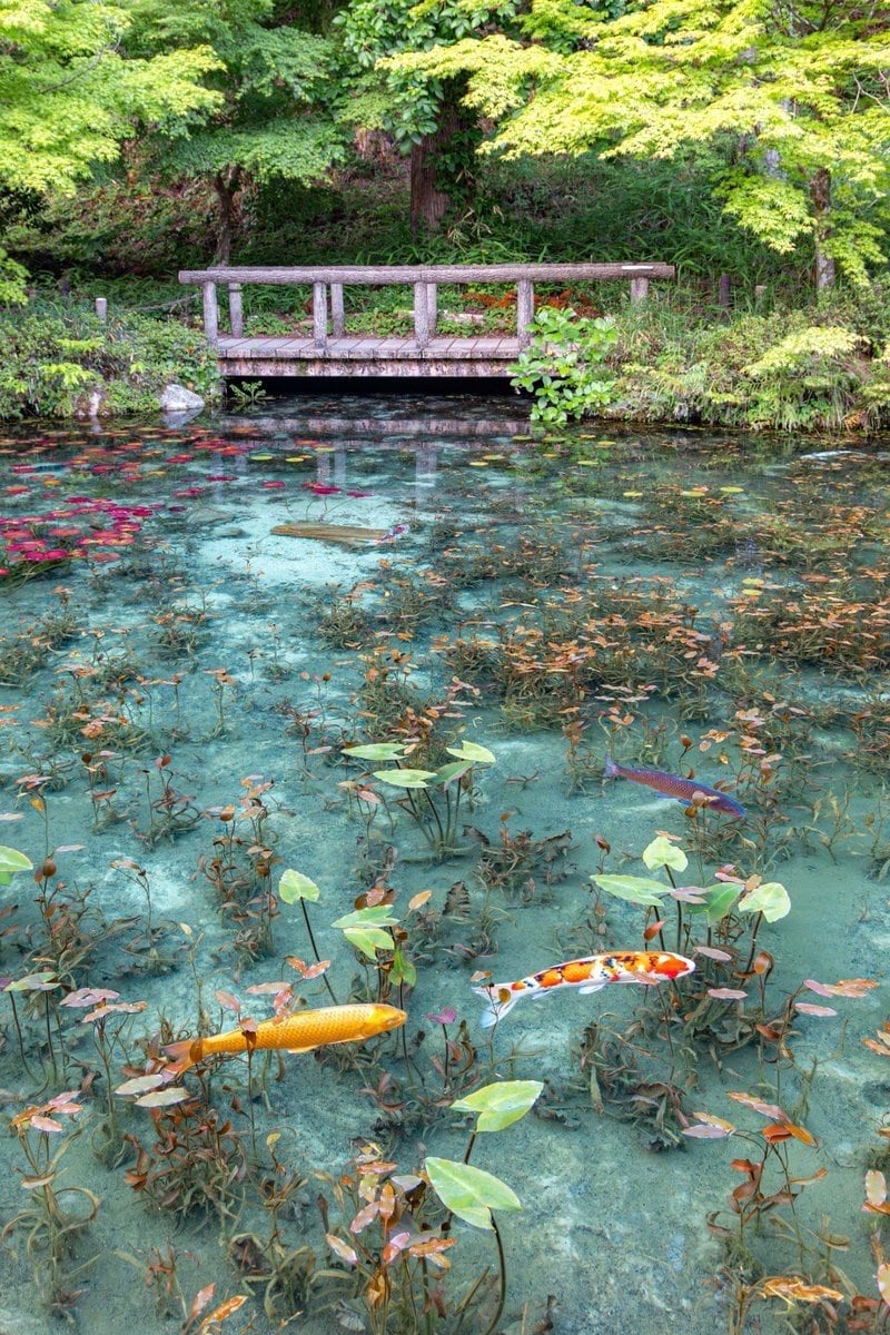 岐阜県関市にある通称「モネの池」