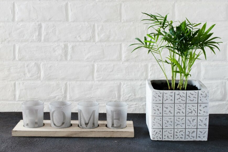 観葉植物のテーブルヤシ。白い四角い鉢に植えられている。