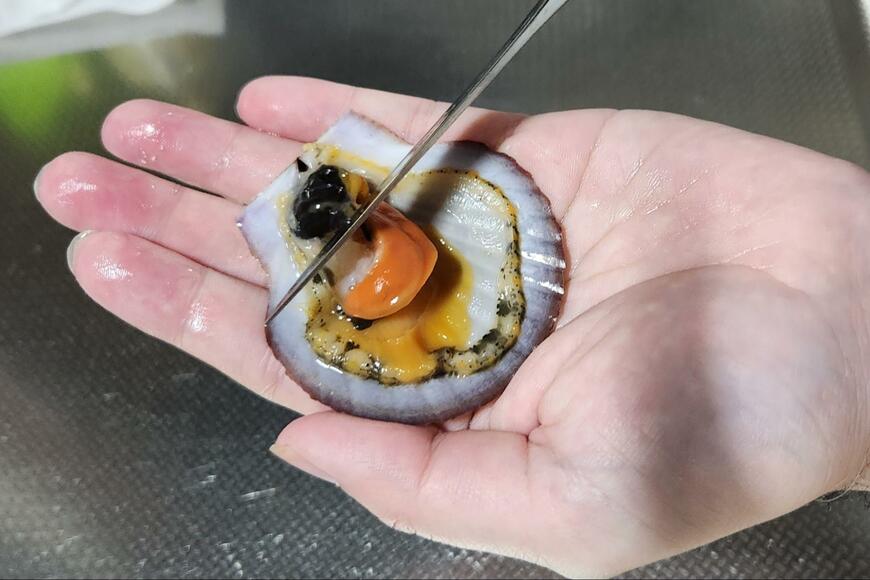 ホタテのウロを取り除いている