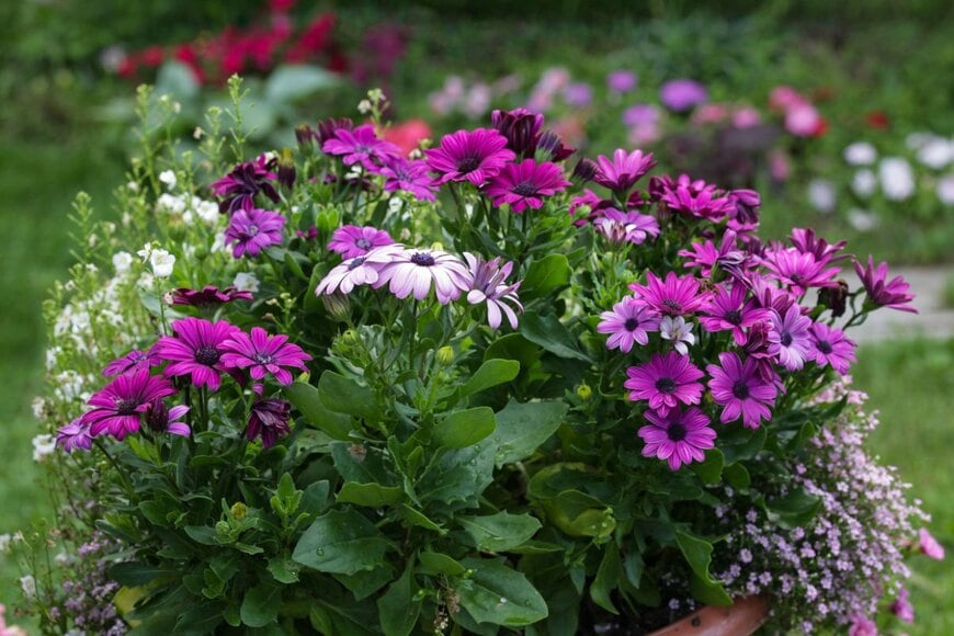 紫やピンク、白い花の咲いた寄せ植え