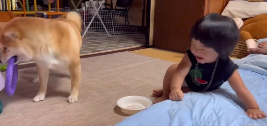 赤ちゃんと柴犬