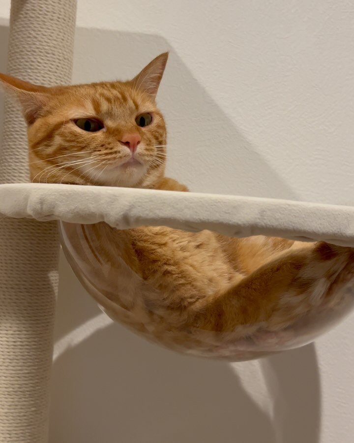 お誕生日を迎えた猫