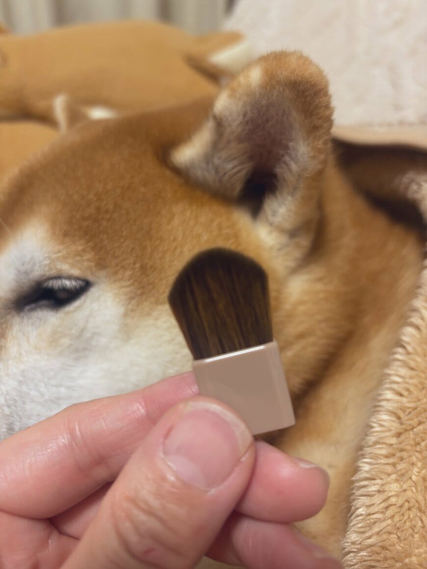 実際の耳とブラシの見た目を比較