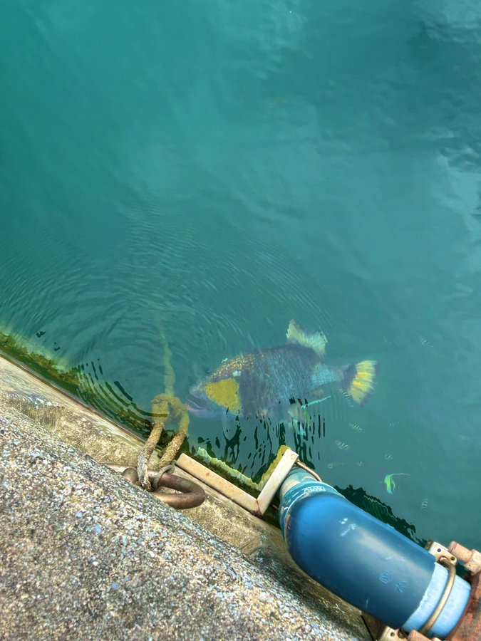 海で撮影した大きな魚