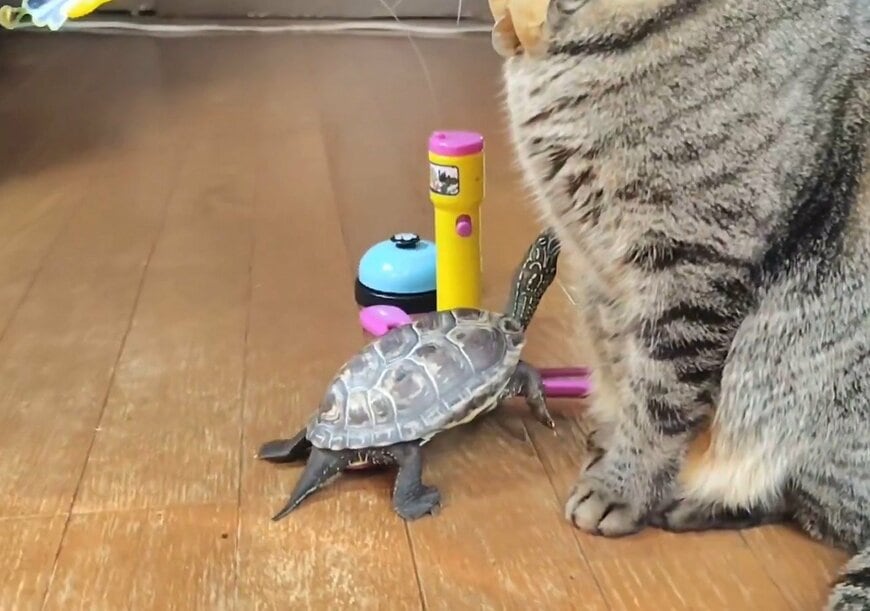 猫の「小雪ちゃん」に顔を近づける亀の「軍曹くん」