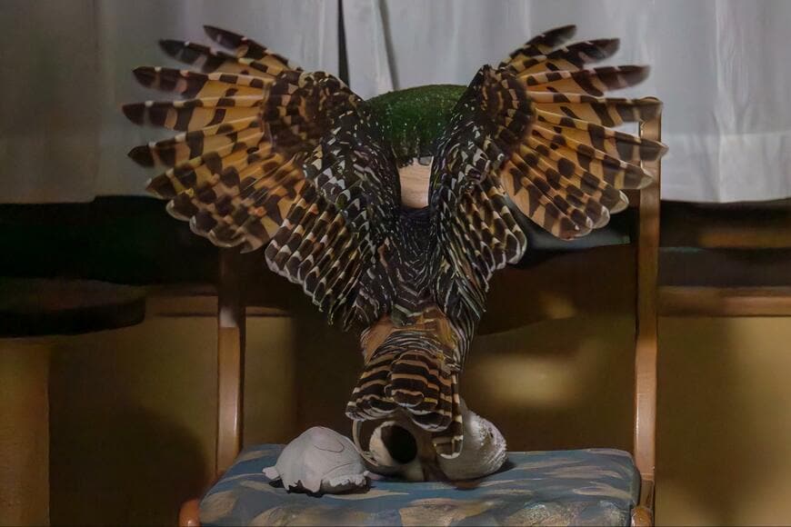 投稿動画のワンシーン