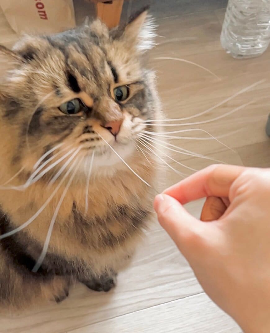 不思議そうな面持ちの猫