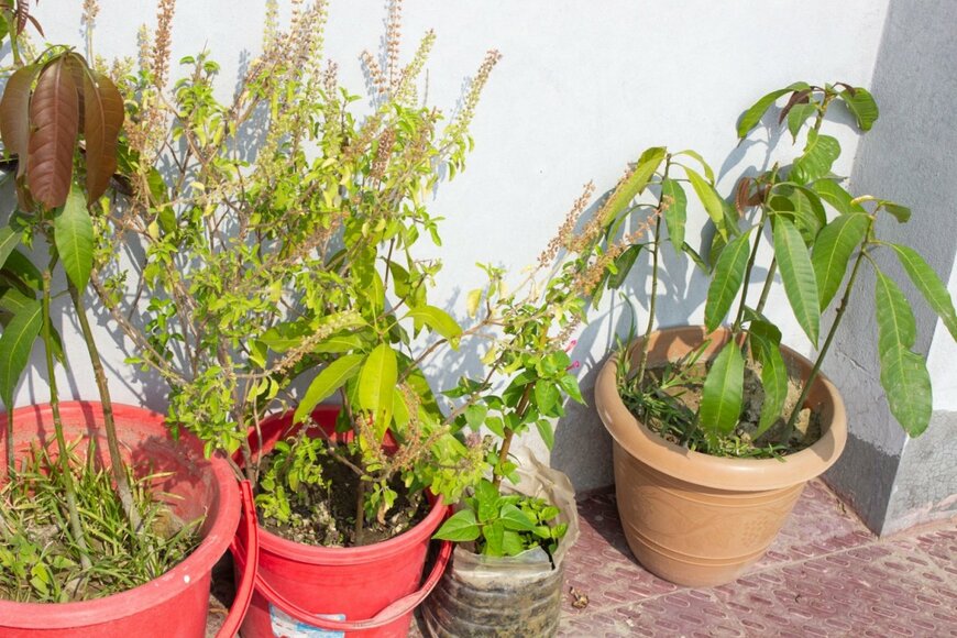 植木鉢が並んでいる