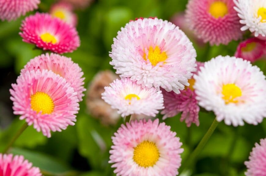 淡いピンクの花を咲かせている、デージー