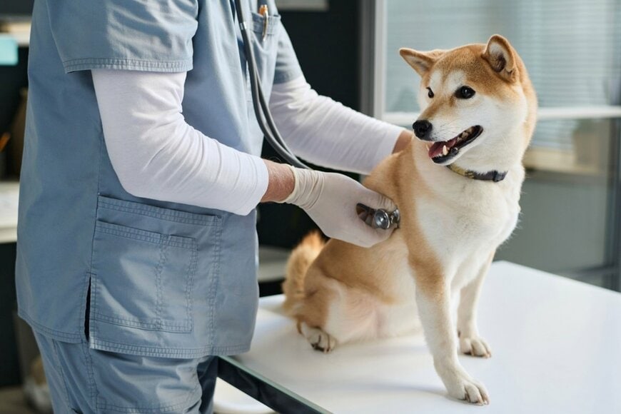 検査を受ける犬