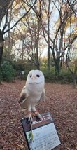 木に飛び移ろうとした「フクロウの姿」に思わず二度見　まさかのフェイントに癒される