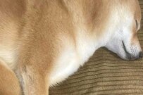 昼寝中の豆柴から発見した「謎の文字」が話題に　「滅多にお目にかかれない」