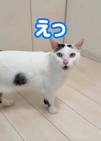 兄妹猫ちゃんが荒ぶってキャットホイールを爆走！予想外の走りっぷりに飼い主さんも驚き