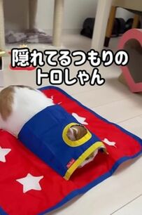 「頭隠して尻隠さず」隠れているつもりの猫ちゃんがかわい過ぎてSNSユーザーが悶絶