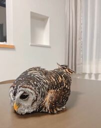 【斬新】「ずべーっ」まるで“ほふく前進”のようなフクロウの動きに「すごい」と驚きの声