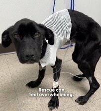 わずか5.4kgの保護犬。極度の衰弱状態から「体力と幸せ」を取り戻した様子に心が温まる