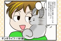 【チンチライフ第181話】動物の嗅覚はあなどれない！チンチラたちが察知した「新しい生き物」