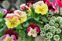 【春待ちの寄せ植えガーデニング】パンジー・ビオラを引き立てるパートナー＜お洒落系植物7選＞