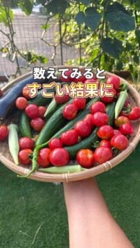 家庭菜園は食費の節約になる？庭で育てた夏野菜「初期費用＆1か月の収穫量」比較結果がすごい！