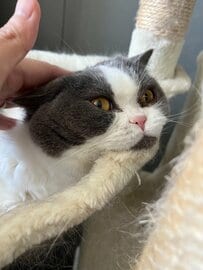 なでられた結果→潰れてしゃくれ顔に！？　衝撃の表情に「可愛いね」と反響